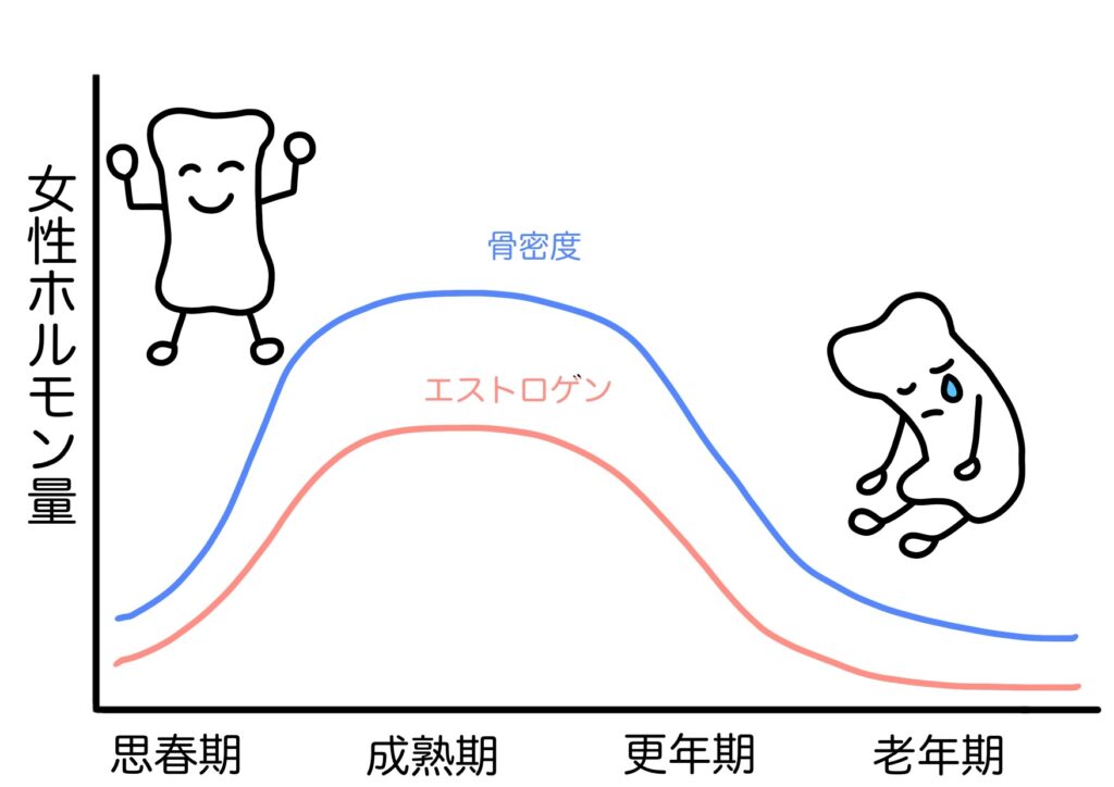 エストロゲンの減少と骨密度の関係を示すグラフ